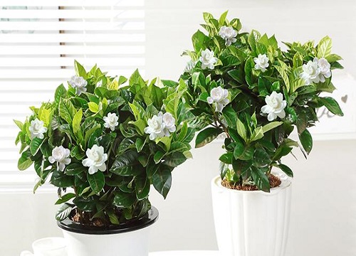 栀子花怎样修剪