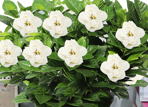 栀子花怎样修剪