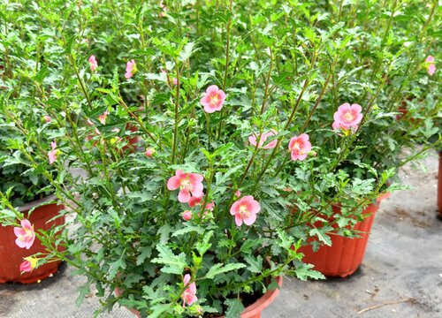 木槿花不开花什么原因
