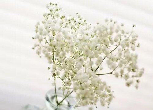 白色满天星的花语是什么意思