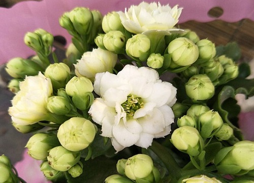 长寿花花期养护技巧