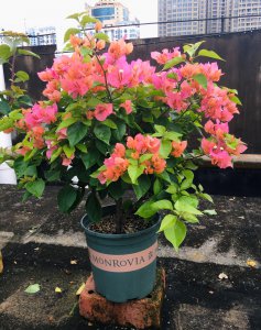 三角梅波伊斯玫瑰勤花 三角梅波伊斯玫瑰勤花吗