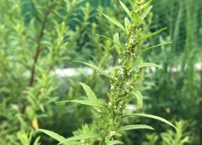 益母草简介 艾草和益母草的区别