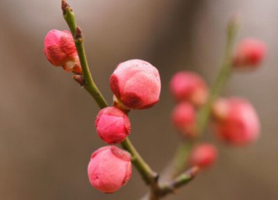 梅花施肥方法 梅花用什么肥料最好