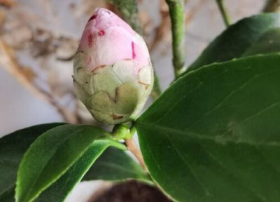 茶花的花语和寓意 茶花的花语和寓意及象征