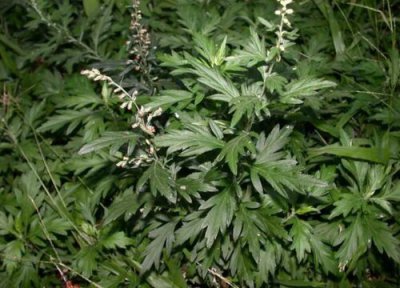 艾叶开花是什么样子的 开花图片