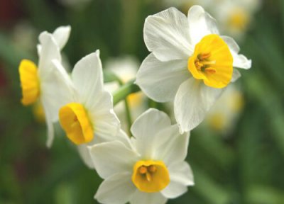 水仙花开花有毒吗 可以在室内养吗
