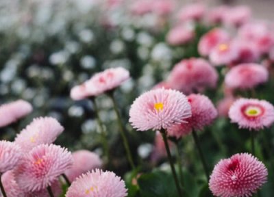 粉色雏菊花语 粉色雏菊的花语和寓意