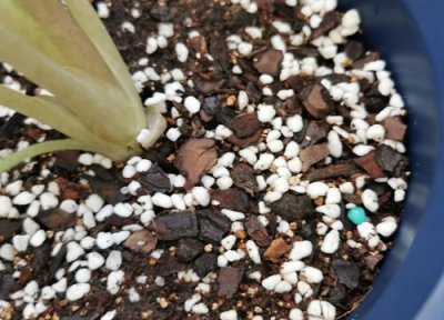 植物土壤板结怎么办 花卉土壤板结如何缓解