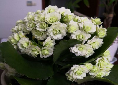 长寿花养护小知识 长寿花花期养护技巧