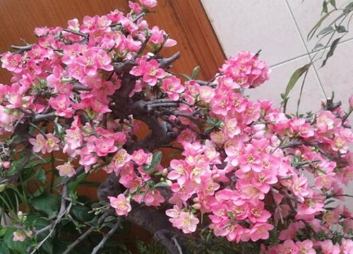 春海棠花的寓意和象征风水