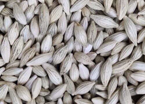 桂花种子什么时候播种最好