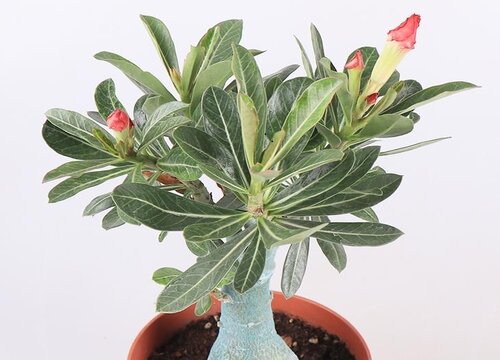 沙漠玫瑰春天可以换盆吗