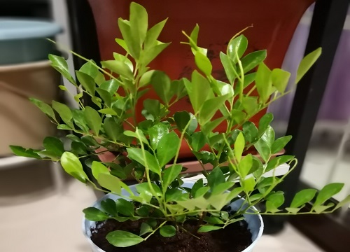 九里香的功效与作用
