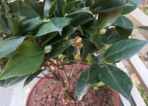 茶花掉光叶子之后该怎么拯救