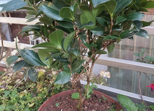 茶花掉光叶子之后该怎么拯救