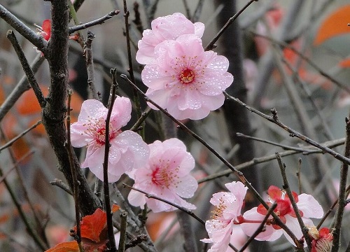 腊梅花有几种颜色