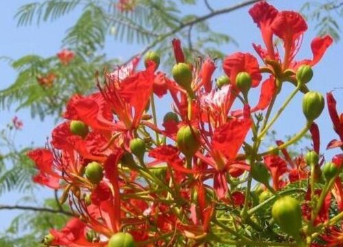 凤凰花的特点