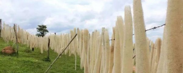 丝瓜络的药用价值和功效