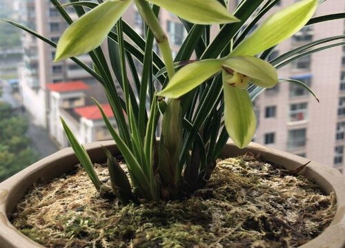 代表男性的花