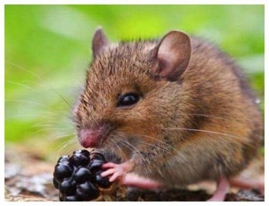 属鼠的最忌讳几点出生月份 鼠年出生的几个月份需要避免的忌讳