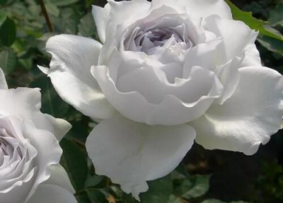 大天使月季是藤本还是灌木 大天使月季属于藤本还是灌木