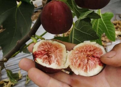 无花果能放冰箱吗 无花果冷藏存放时间