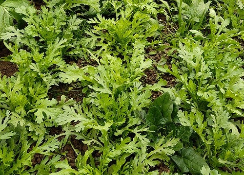 开春适合种什么蔬菜