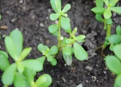 半沙土地适合种什么蔬菜