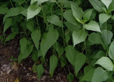 盐碱地适合种什么蔬菜 盐碱地适合种植什么蔬菜