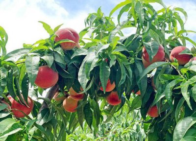 桃树属于灌木还是乔木 桃树是乔木还是灌木植物