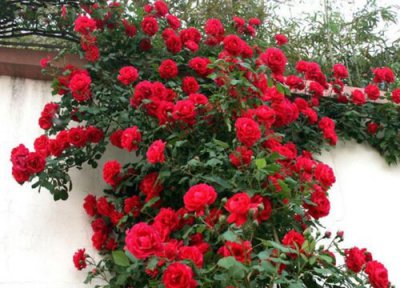 御用马车月季是藤本还是灌木 御用马车月季属于藤本还是灌木