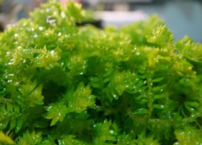 珊瑚蕨可以水培吗 水培养殖方法