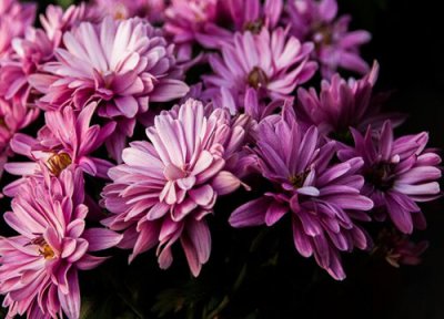 多头菊花语和寓意 多头菊的花语是什么