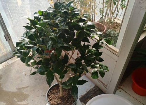 山茶是乔木还是灌木植物