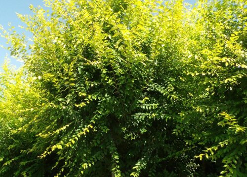 金叶榆是乔木还是灌木植物