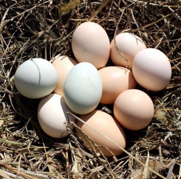 鸡蛋清加什么美白淡斑