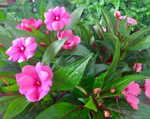 风仙子花有什么作用