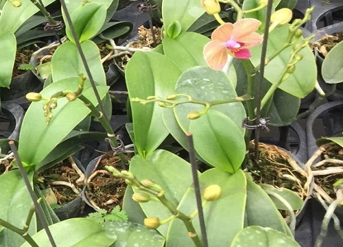 蝴蝶兰花后如何处理