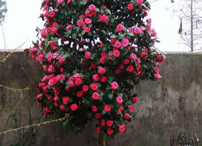 山茶属于灌木还是乔木 山茶是乔木还是灌木植物