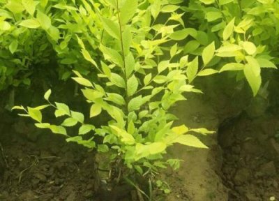 金叶榆属于灌木还是乔木 金叶榆是乔木还是灌木植物