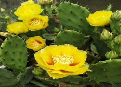 代表勇敢的花 代表勇敢的花朵