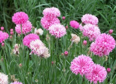 矢车菊花语 矢车菊的花语和寓意