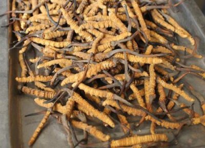 冬虫夏草类型与属性 冬虫夏草是什么植物类别