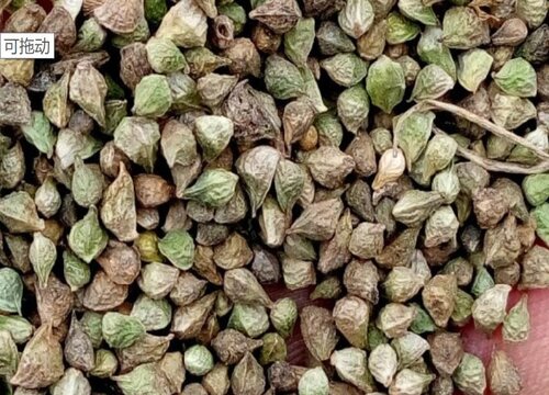 福寿花种子什么时候播种最好