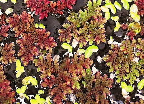 满红红是什么植物