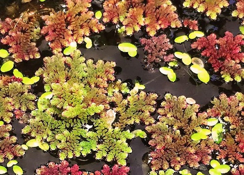 满红红是什么植物