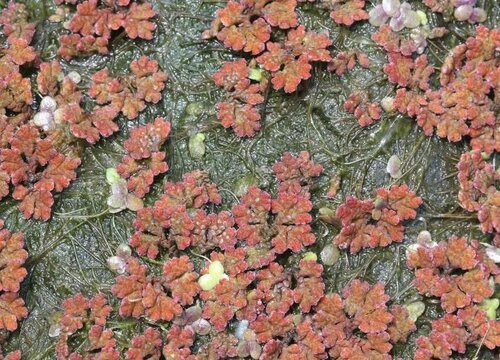 满红红是什么植物