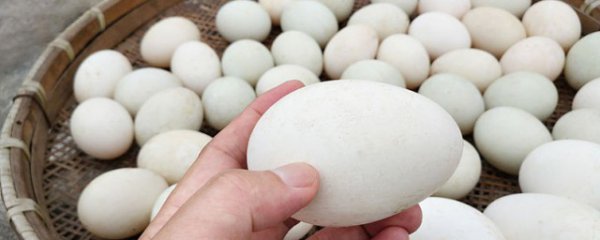 孕妇吃鹅蛋的功效与作用鹅蛋怎么吃最营养