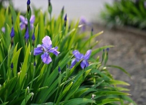 鸢尾什么时候开花